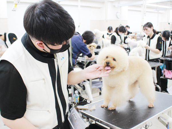 お客様犬のトリミング実習♪